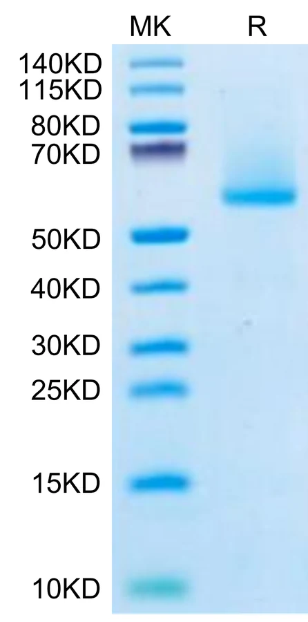FGF21-HB001 Bis-Tris-PAGE-white result