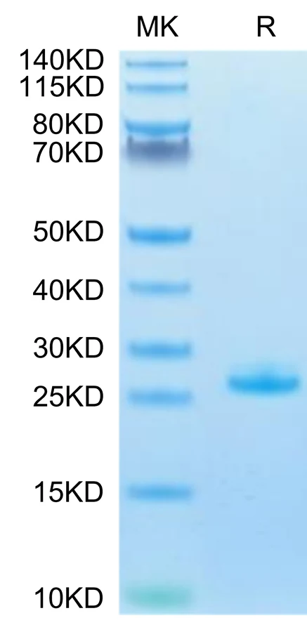 FGF21-HP002 Bis-Tris-PAGE-white result