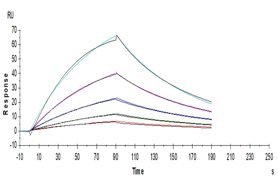 FGF21-HP002 SPR result