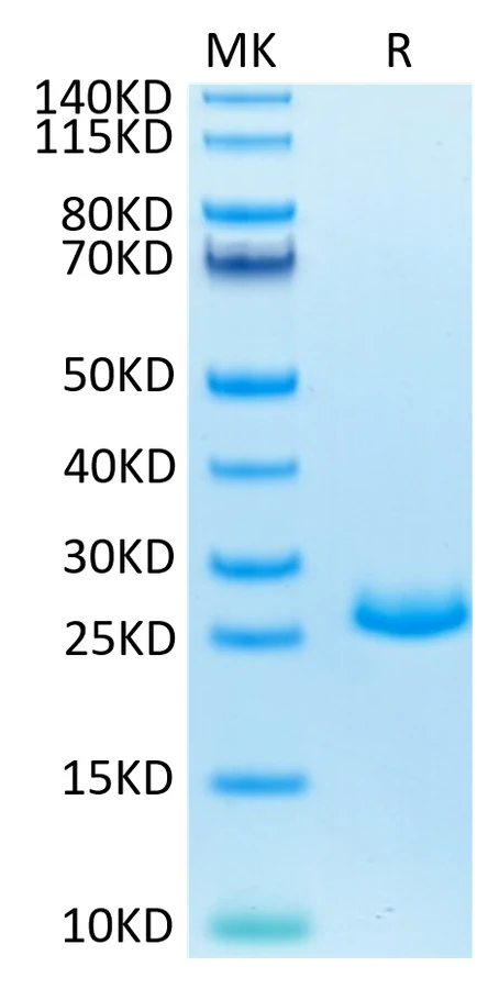 FGF21-MP001 Bis-Tris-PAGE-white result