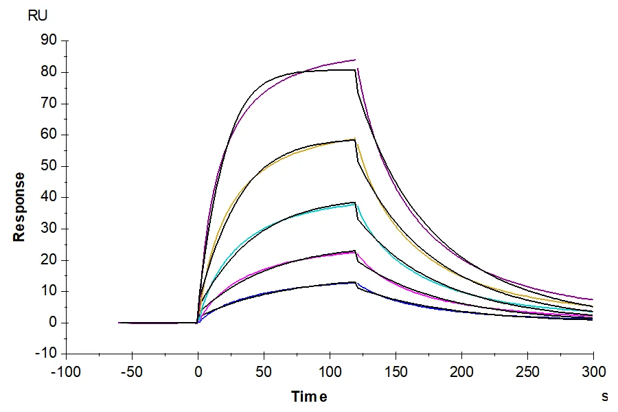 FGF21-MP001 SPR result