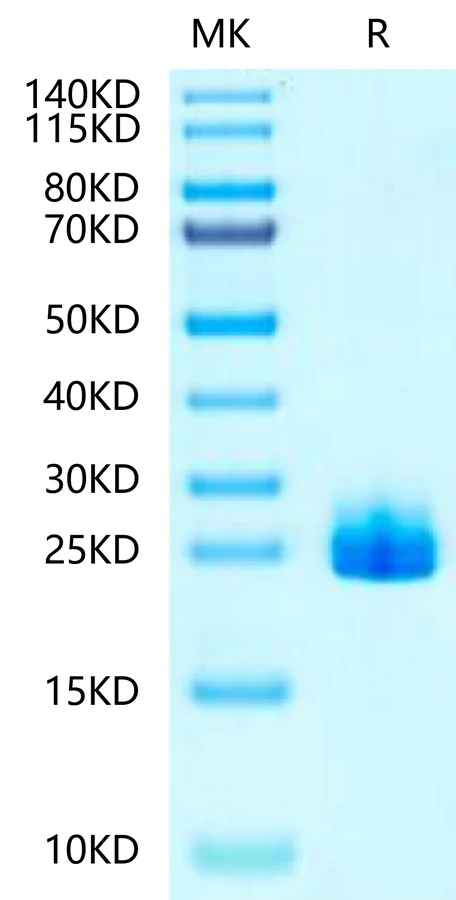 FGF21-TP001 Bis-Tris-PAGE-white result