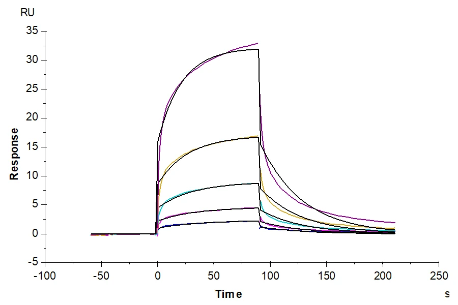 FGF21-TP001 SPR result