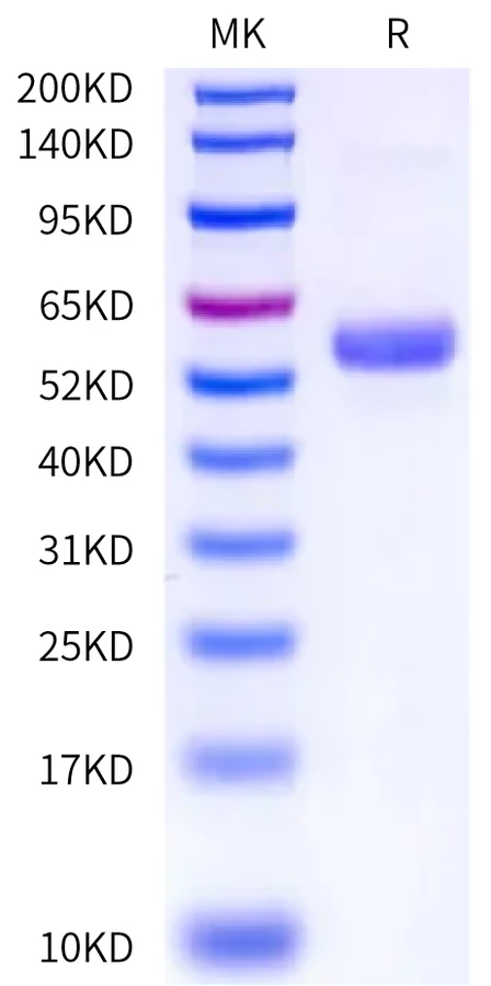 FGF4-HF001 Bis-Tris-PAGE-white result