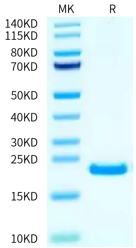 FGF4-HP001 Bis-Tris-PAGE-white result