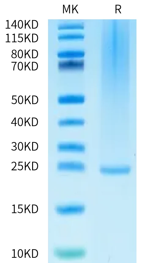 FGF7-HB001 Bis-Tris-PAGE-white result