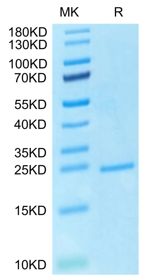 FGF7-HP001 Bis-Tris-PAGE-white result