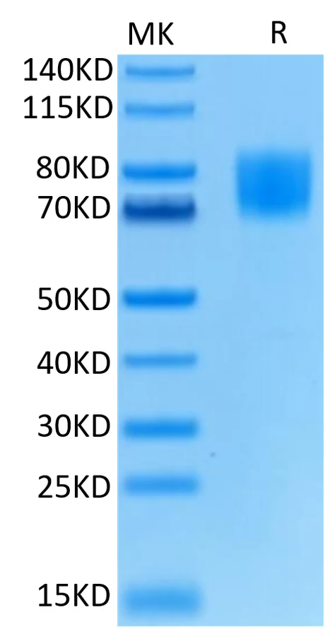 FGFR1-HB001 Bis-Tris-PAGE-white result