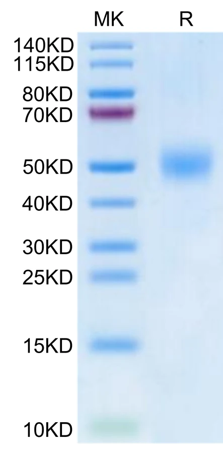 FGFR1-HB002 Bis-Tris-PAGE-white result