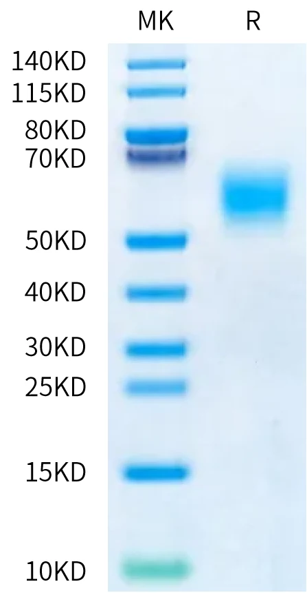 FGFR2-CP001 Bis-Tris-PAGE-white result