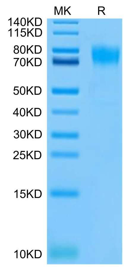 FGFR2-HB001 Bis-Tris-PAGE-white result