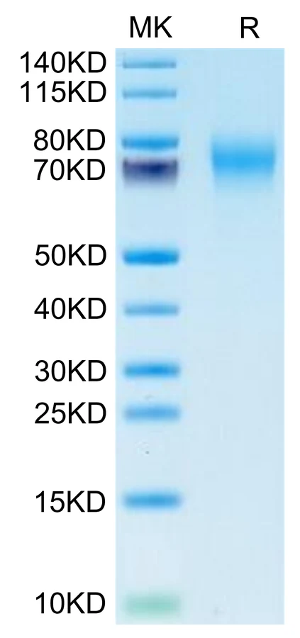 FGFR2-HB002 Bis-Tris-PAGE-white result