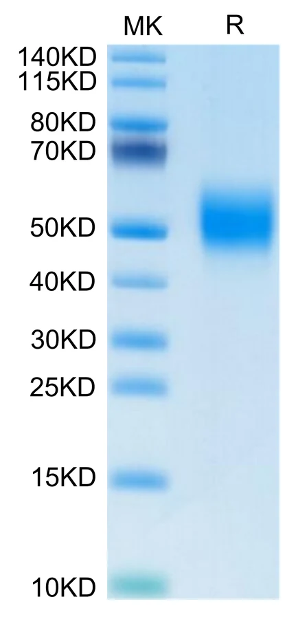 FGFR2-HB003 Bis-Tris-PAGE-white result