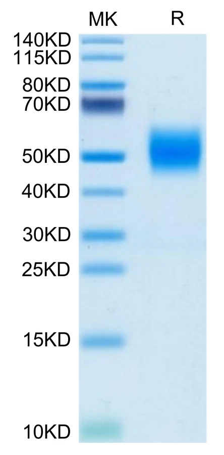 FGFR2-HB004 Bis-Tris-PAGE-white result