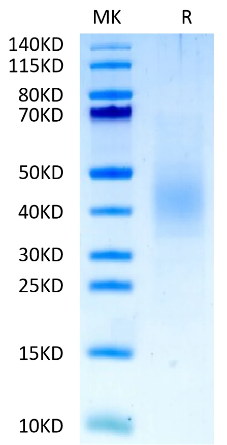 FGFR2-HB005 Bis-Tris-PAGE-white result