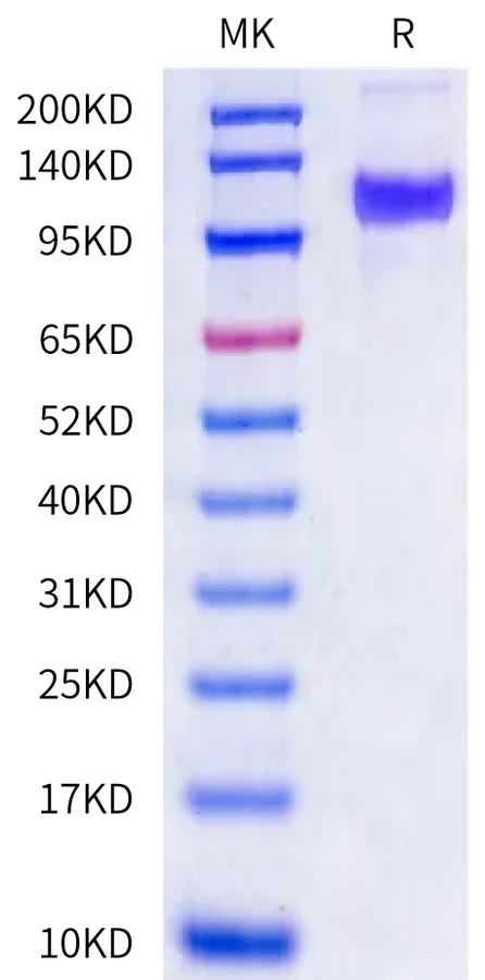 FGFR2-HP001 Bis-Tris-PAGE-white result