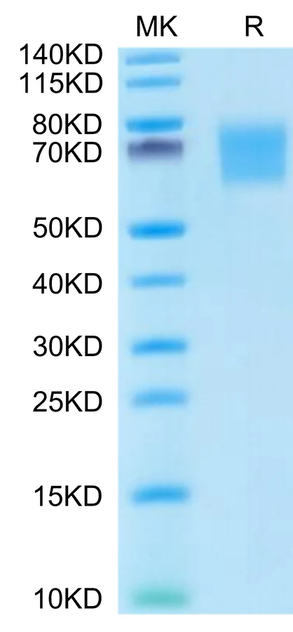 FGFR2-HP002 Bis-Tris-PAGE-white result