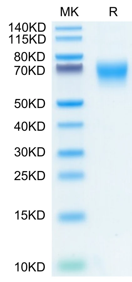 FGFR2-HP003 Bis-Tris-PAGE-white result