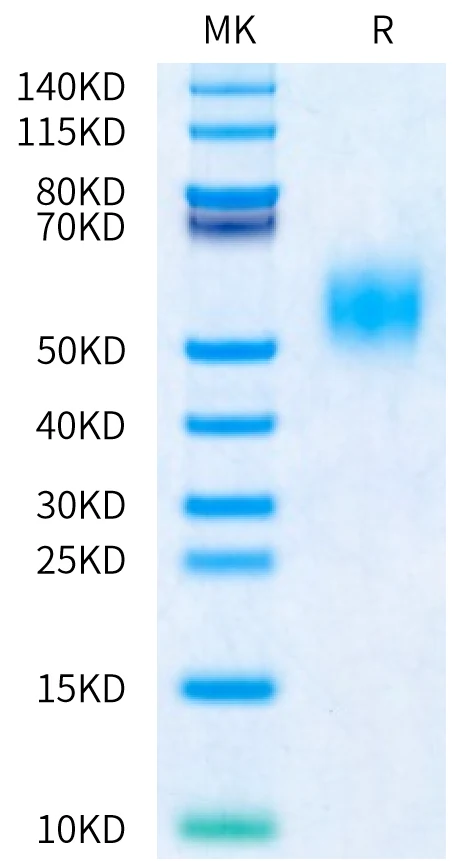 FGFR2-HP004 Bis-Tris-PAGE-white result