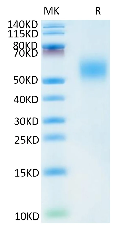 FGFR2-HP005 Bis-Tris-PAGE-white result