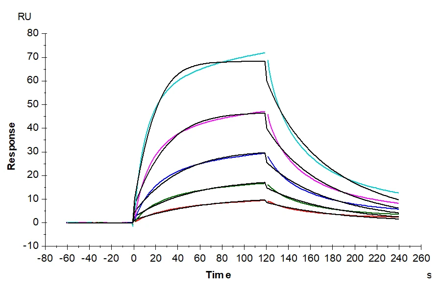FGFR2-HP005 SPR result