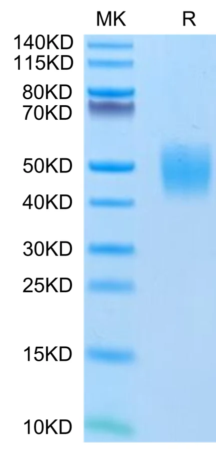 FGFR2-HP006 Bis-Tris-PAGE-white result