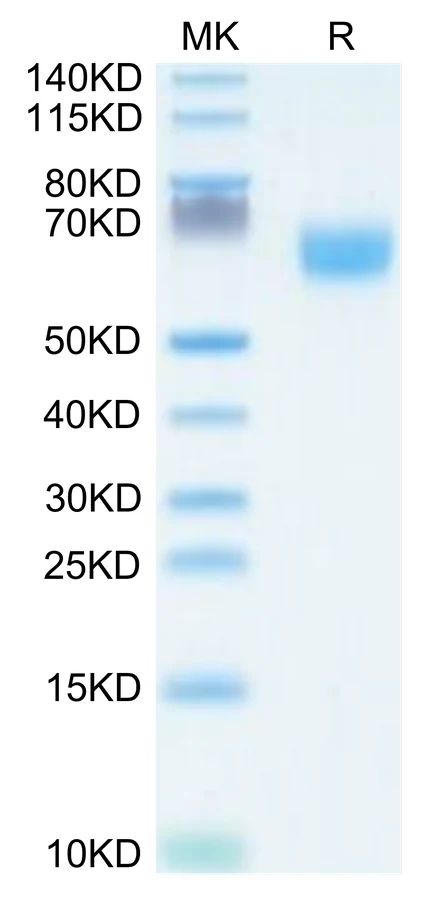 FGFR2-HP007 Bis-Tris-PAGE-white result