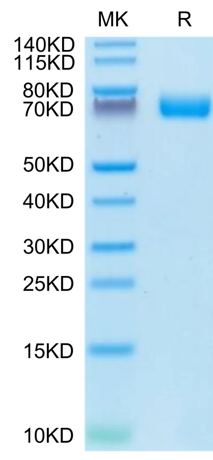 FGFR2-HP008 Bis-Tris-PAGE-white result