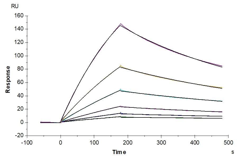 FGFR2-HP008 SPR result