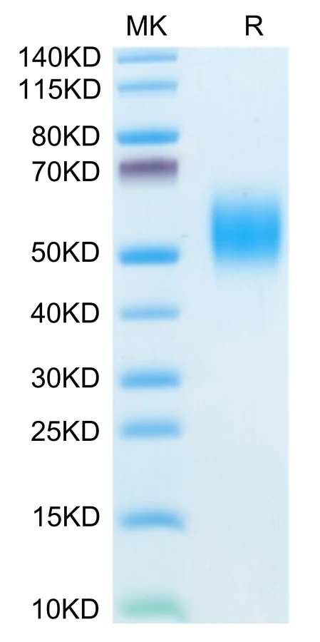 FGFR2-MP001 Bis-Tris-PAGE-white result