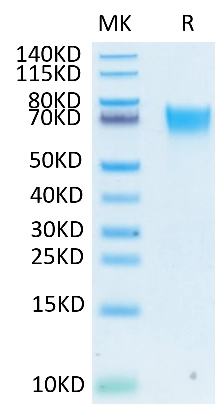 FGFR3-HB001 Bis-Tris-PAGE-white result