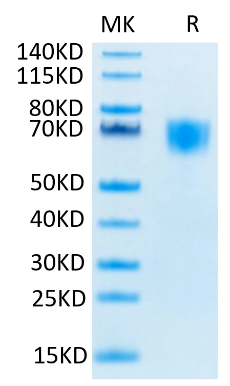 FGFR3-HB002 Bis-Tris-PAGE-white result