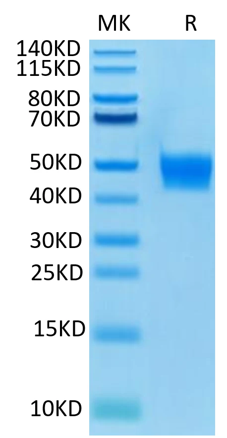 FGFR3-HB003 Bis-Tris-PAGE-white result