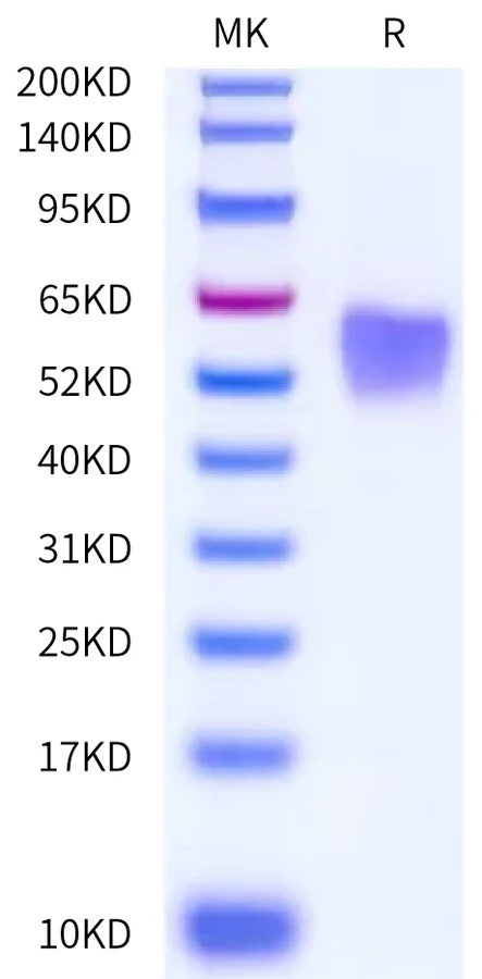 FGFR3-HB004 Bis-Tris-PAGE-white result