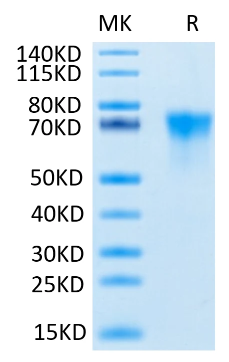 FGFR3-HP001 Bis-Tris-PAGE-white result