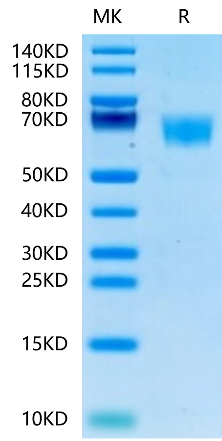 FGFR3-HP002 Bis-Tris-PAGE-white result
