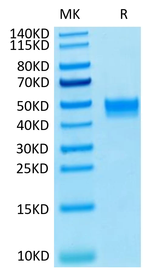 FGFR3-HP003 Bis-Tris-PAGE-white result