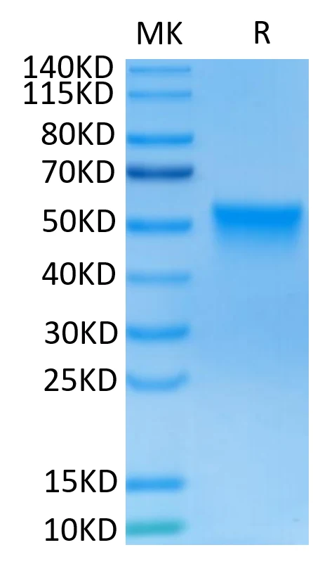 FGFR3-HP004 Bis-Tris-PAGE-white result