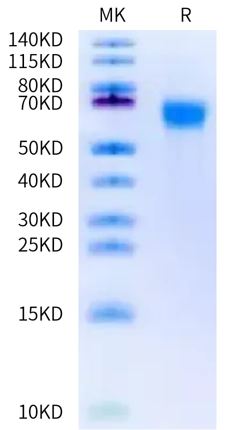 FGFR3-MB001 Bis-Tris-PAGE-white result