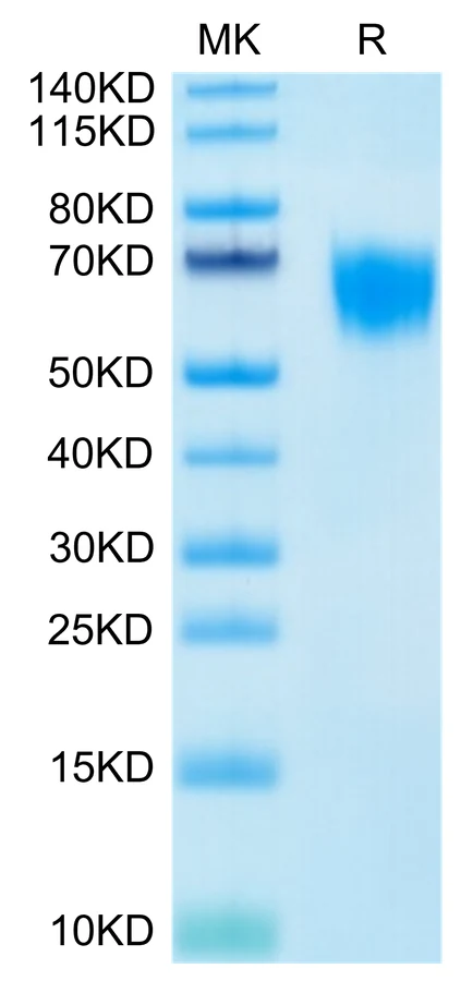 FGFR4-HB001 Bis-Tris-PAGE-white result