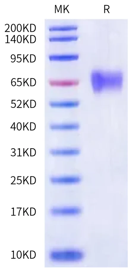 FGFR4-HP001 Bis-Tris-PAGE-white result
