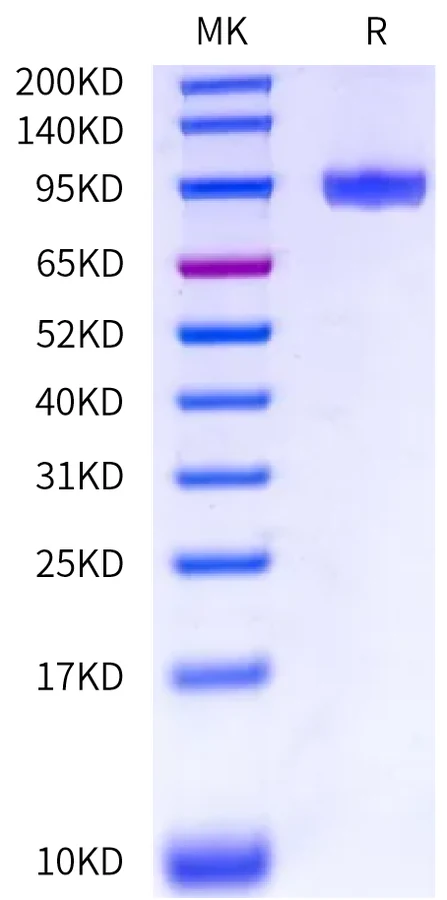 FGFR4-HP002 Bis-Tris-PAGE-white result