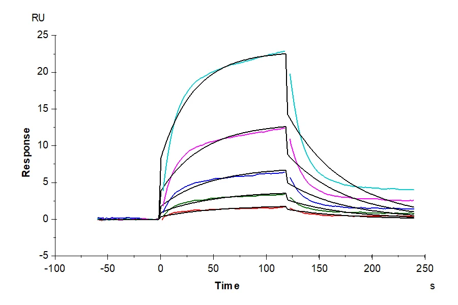 FGFR4-HP002 SPR result