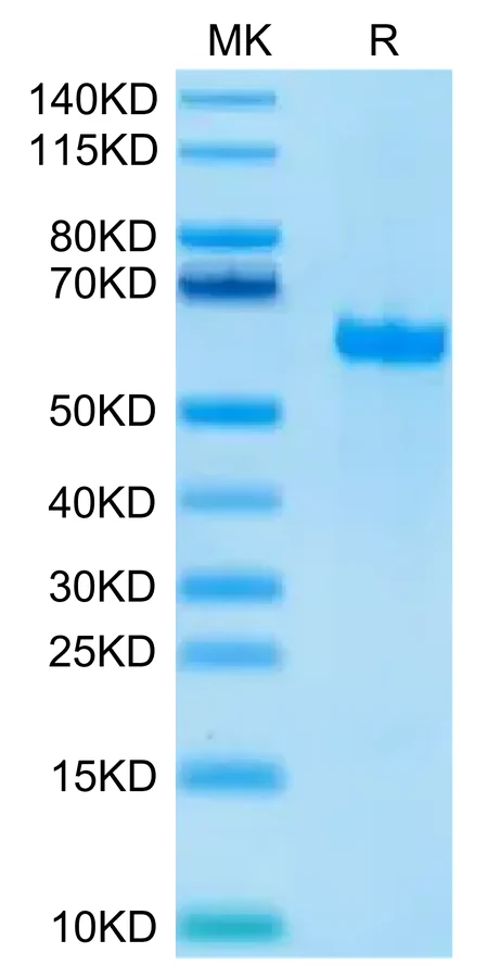 FGL1-HB001 Bis-Tris-PAGE-white result