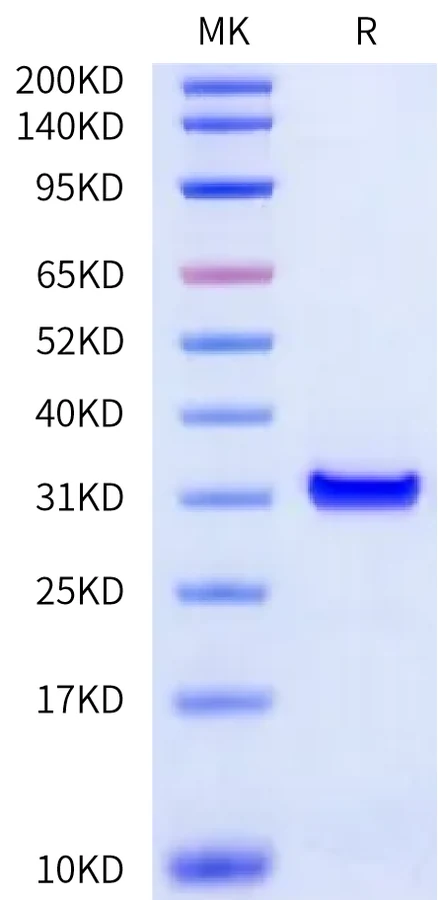 FGL1-HB002 Bis-Tris-PAGE-white result