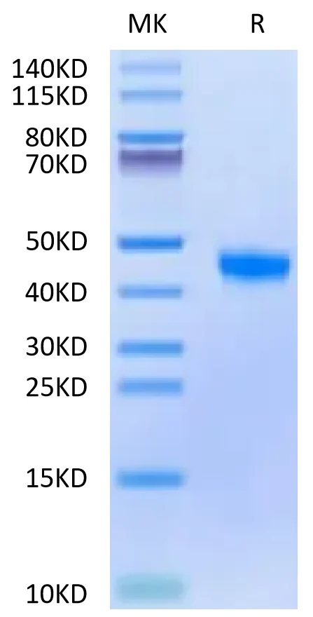 FGL2-CB001 Bis-Tris-PAGE-white result