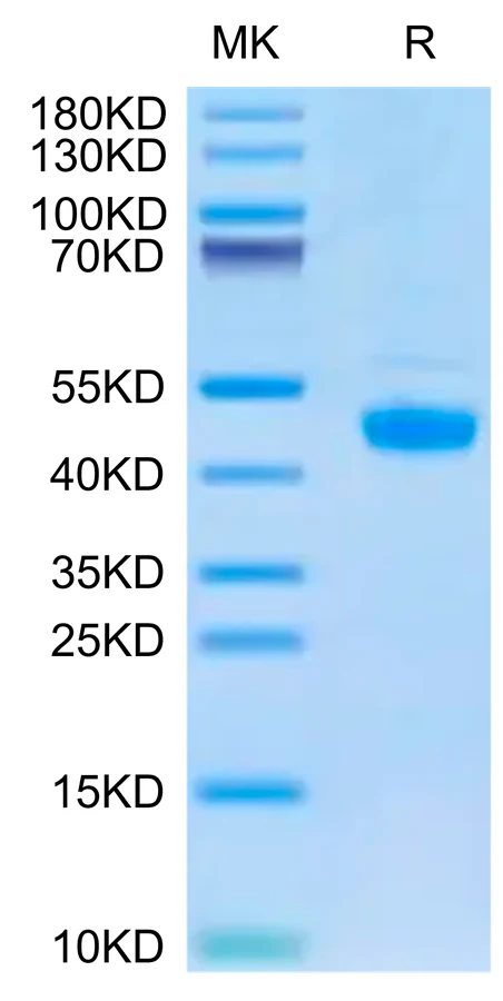FGL2-HB001 Bis-Tris-PAGE-white result