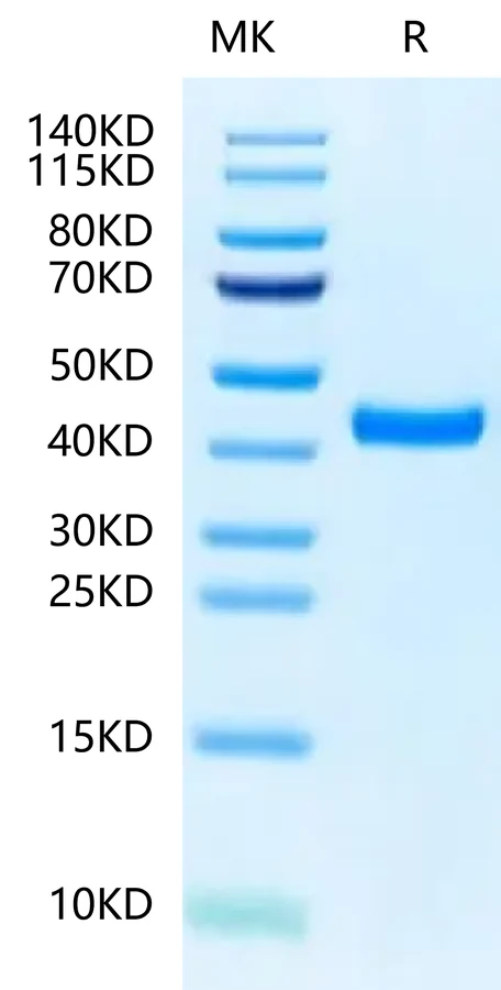 FGL2-MB001 Bis-Tris-PAGE-white result