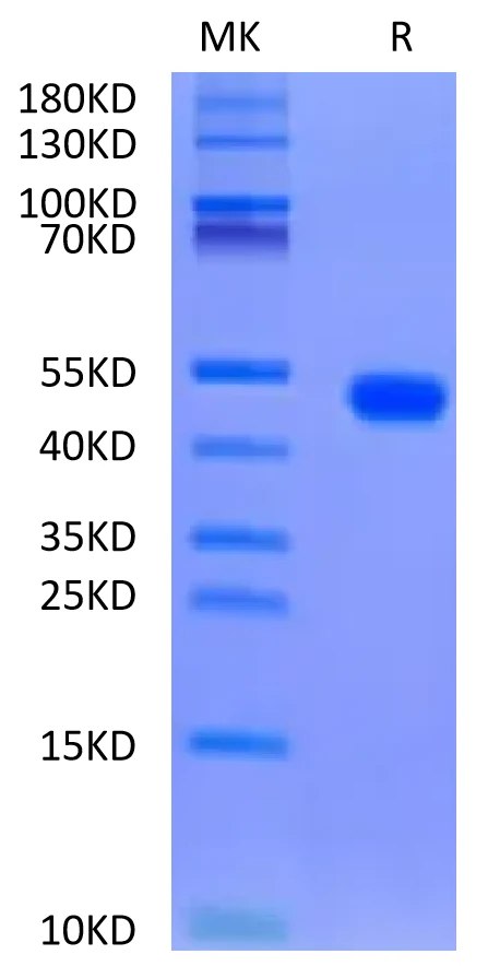 FGL2-RB001 Bis-Tris-PAGE-white result
