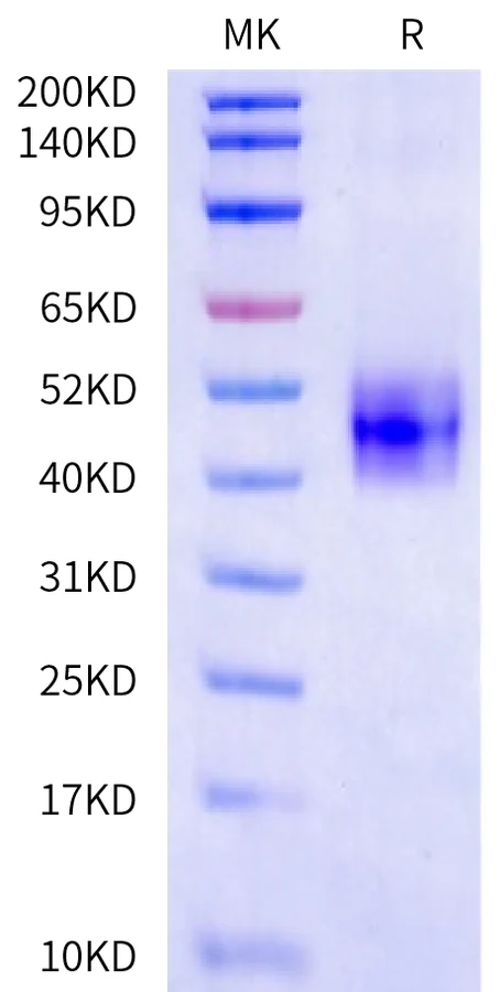 FIBRONECTIN-HB001 Bis-Tris-PAGE-white result